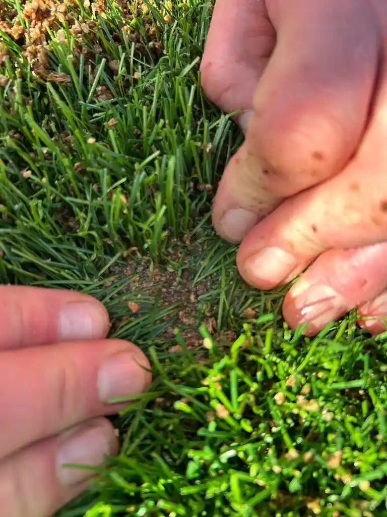 Hands parting artificial grass fibres to inspect the porosity drainage holes in a 3G carpet backing