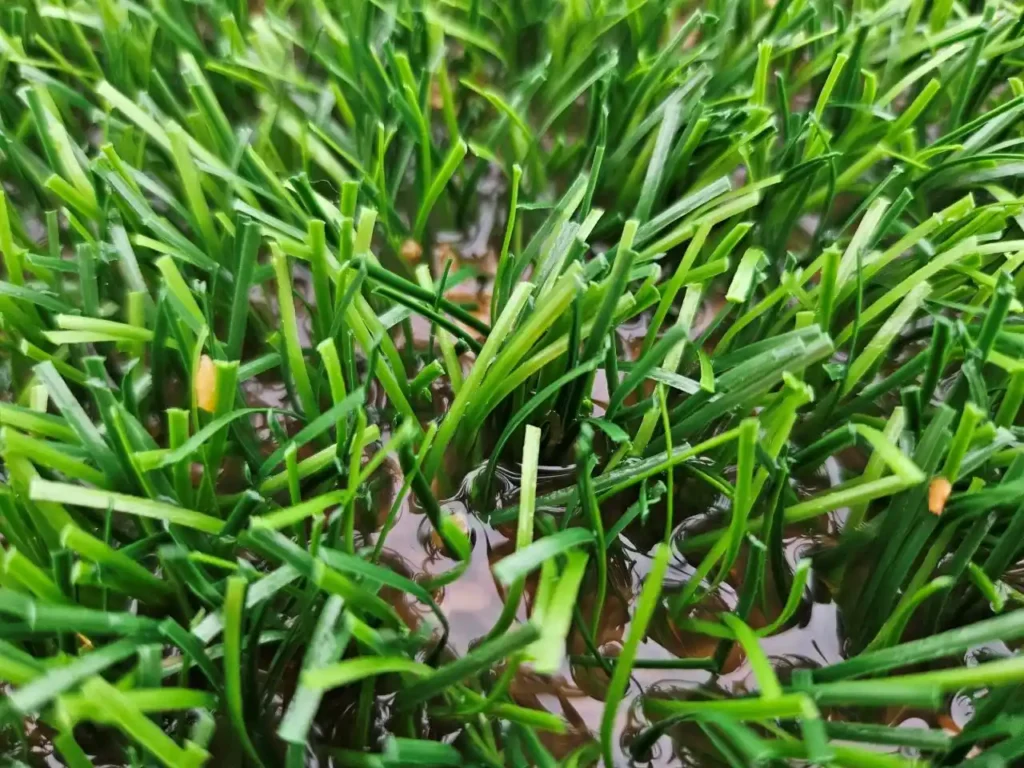 Close-up of a waterlogged 3G pitch with standing water held between the artificial grass fibres and infill